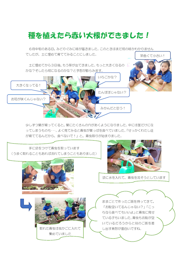 令和6年8月27日「赤い大根ができました」